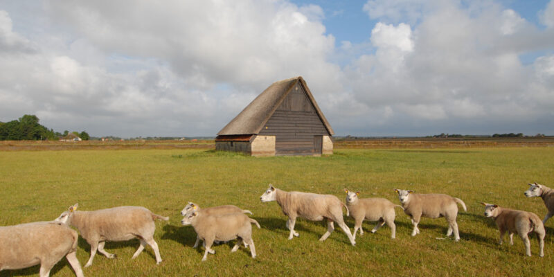Zuidhaffel 41 Den Burg